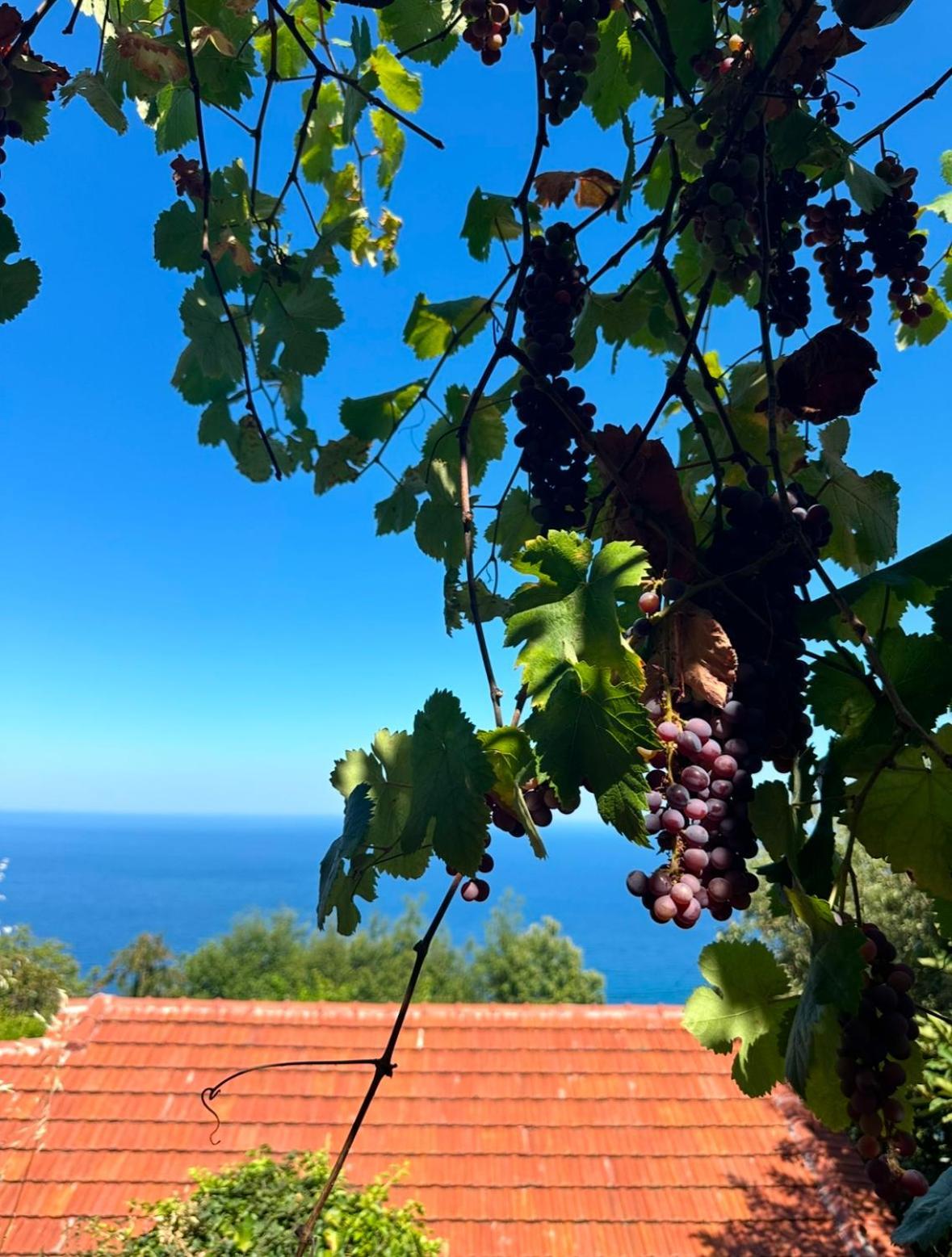 Om Living Pelion Apartamento Áyios Dhimítrios Exterior foto